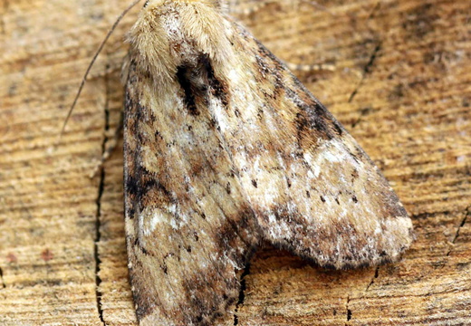 Slender Brindle (Apamea scolopacina)