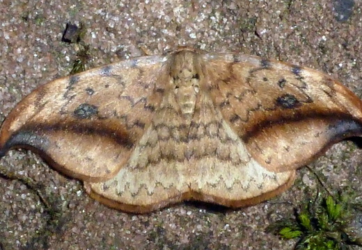 Pebble Hook-tip (Drepana falcataria)