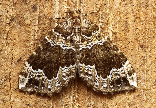 Devon Carpet (Lampropteryx otregiata)