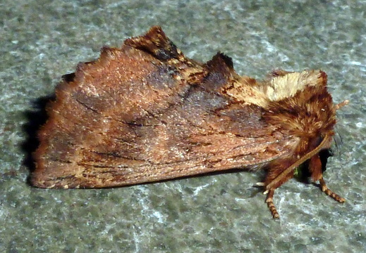 Coxcomb Prominent (Ptilodon capucina)