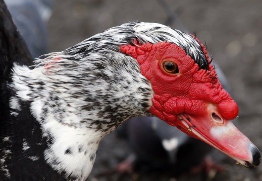 A Muscovy Duck (Cairina moschata)
