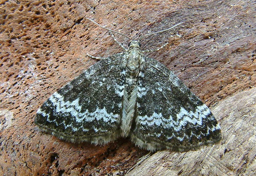 Small Rivulet (Perizoma alchemillata)