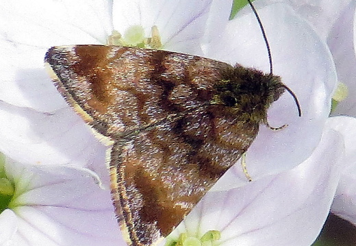 Small Yellow Underwing (Panemeria tenebrata)