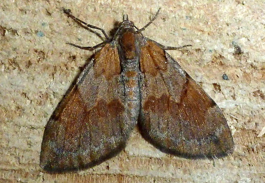 Pine Carpet (Pennithera firmata)