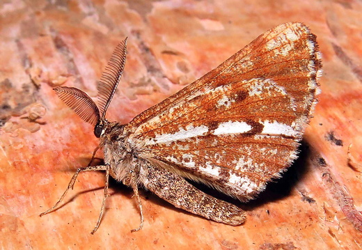 Bordered White (Bupalus piniaria)