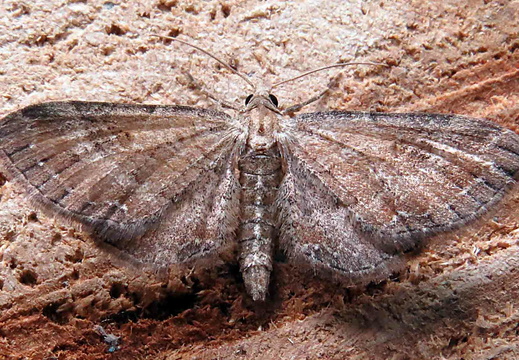 Plain Pug (Eupithecia simpliciata)