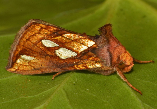 Gold Spot (Plusia festucae)