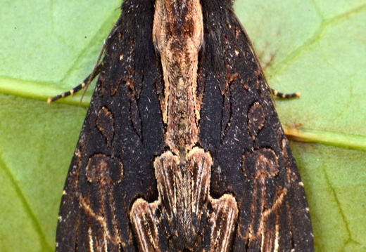 Bird's Wing (Dypterygia scabriuscula)