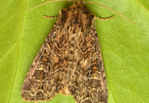Dusky Brocade (Apamea remissa)
