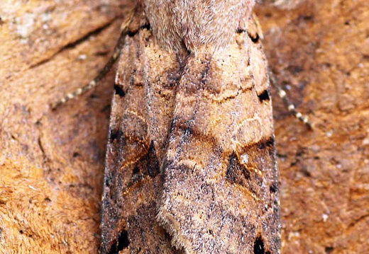 Brown-spot Pinion (Agrochola litura)