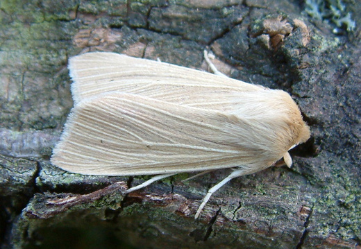Common Wainscot (Mythimna pallens)