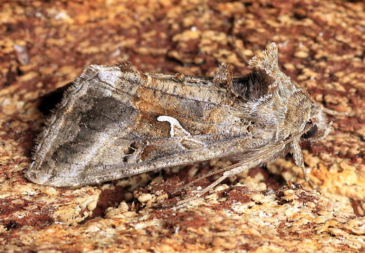 Silver Y (Autrographa gamma) (1272)