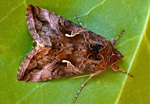 Silver Y (Autrographa gamma) (1273)