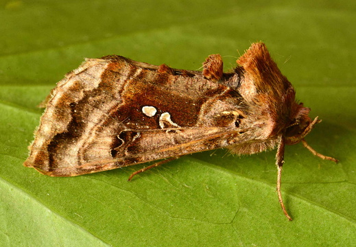 Beautiful Golden Y (Autographa pulchrina)