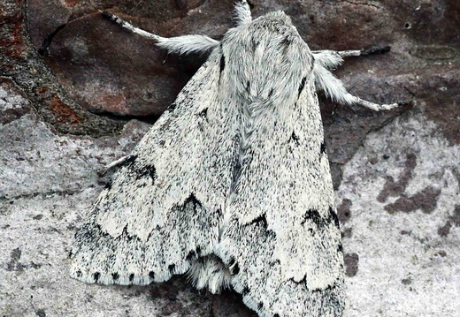 Miller (Acronicta leporina)