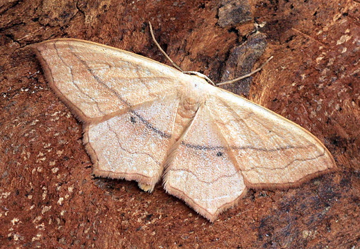 Small Blood-vein (Scopula imitaria)