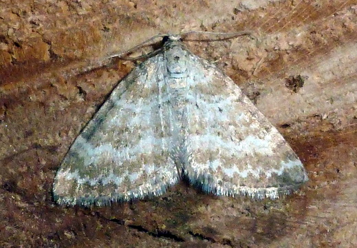 Grass Rivulet (Perizoma albulata)