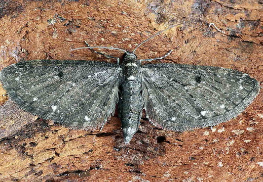 White-spotted Pug (Eupithecia tripunctaria)