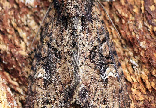 Small Clouded Brindle (Apamea unanimis)