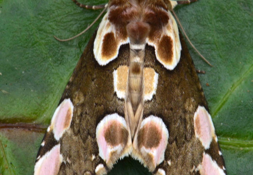 Peach Blossom (Thyatira batis)