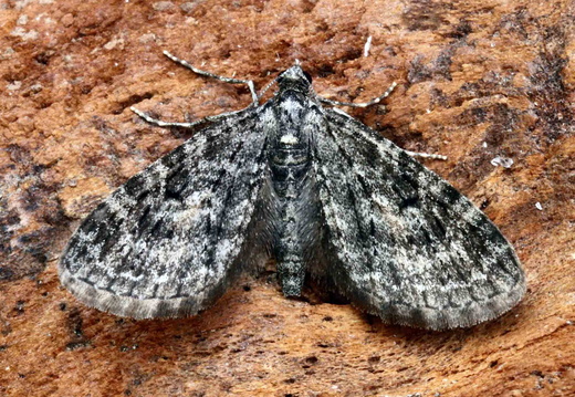 Larch Pug (Eupithecia lariciata)