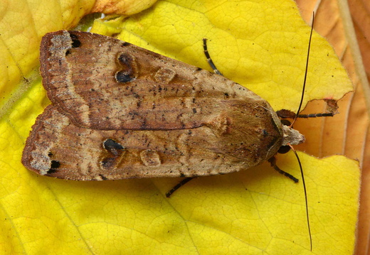 Large Yellow Underwing (Noctua pronuba) (1287)