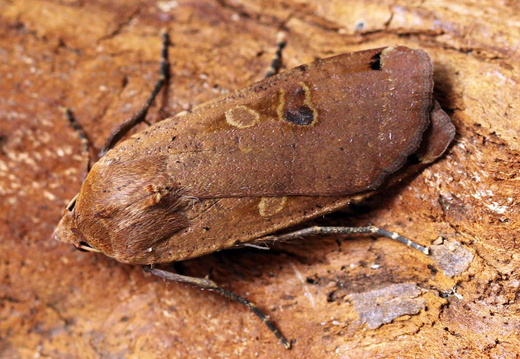 Large Yellow Underwing (Noctua pronuba) (1288)