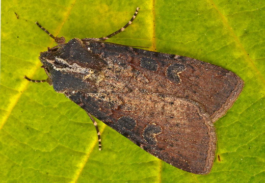 Pearly Underwing (Peridroma saucia)