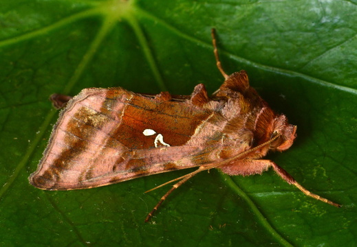 Plain Golden Y (Autographa jota)