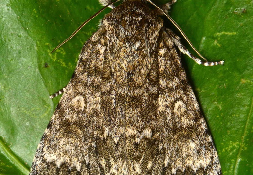 Poplar Grey (Subacronicta megacephala)