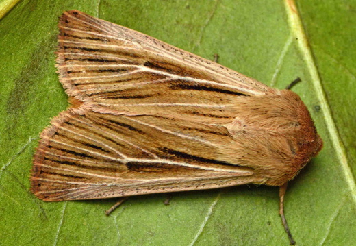 Shoulder-striped Wainscot (Leucania comma)