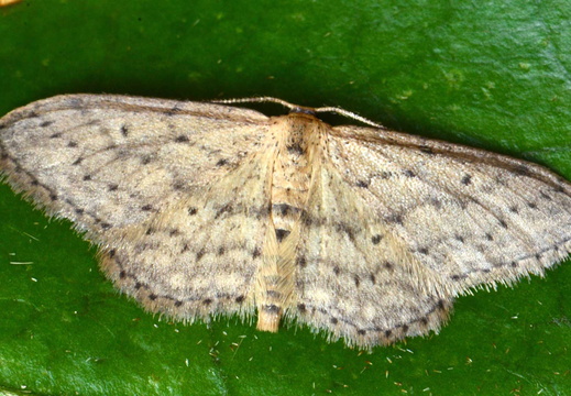 Small Dusty Wave (Idaea seriata)