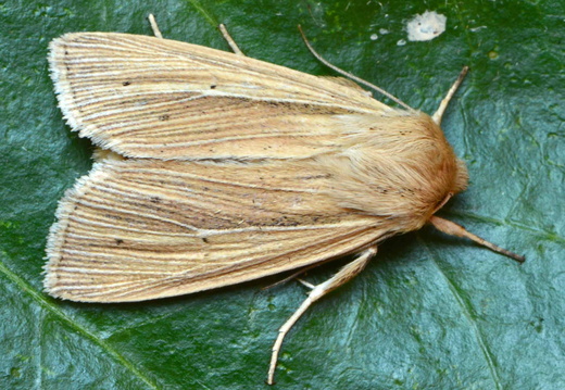 Smoky Wainscot (Mythimna impura)