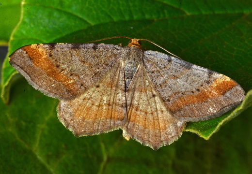 Tawny-barred Angle (Macaria liturata)