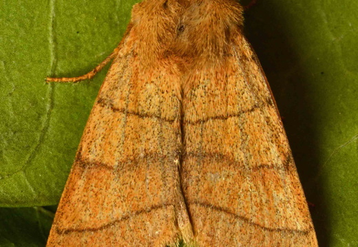 Treble Lines (Charanyca trigrammica)