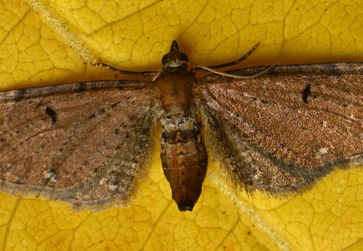 Wormwood Pug (Eupithecia absinthiata)