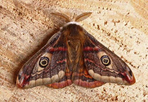 Emperor Moth (Pavonia pavonia) male