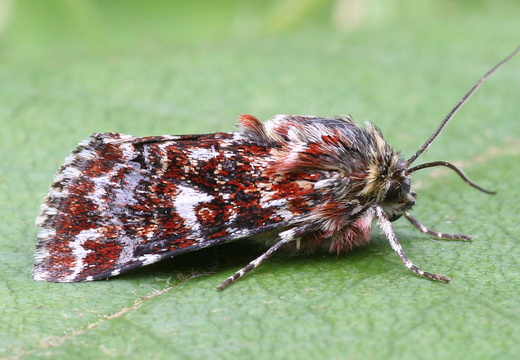 Beautiful Yellow Underwing (Anarta myrtilli)