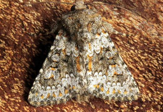 Small Ranunculus (Hecatera dysodea)