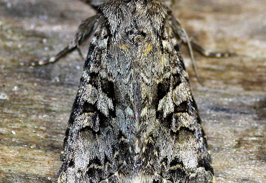 Shears (Hada plebeja)