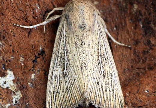 Obscure Wainscot (Leucania obsoleta)