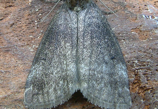 Common Lutestring (Ochropacha duplaris)