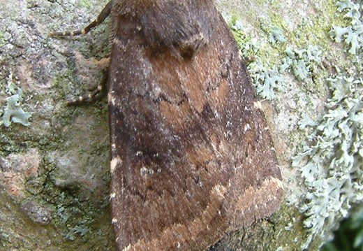 Brown Rustic (Rusina ferruginea)