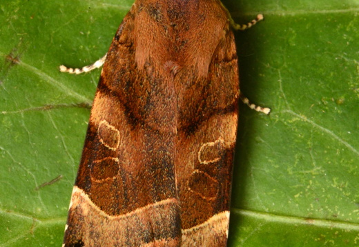 Broad-bordered Yellow Underwing (Noctua fimbriata) (1314)