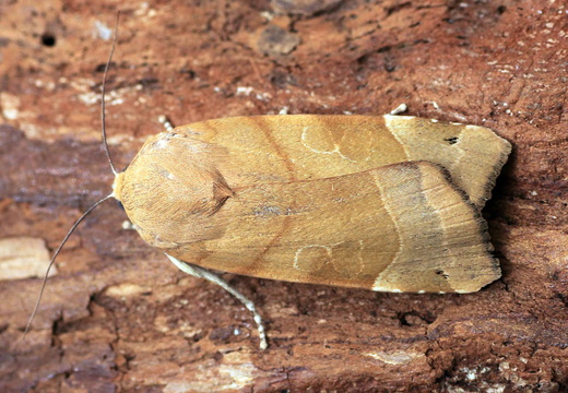 Broad-bordered Yellow Underwing (Noctua fimbriata) (1315)