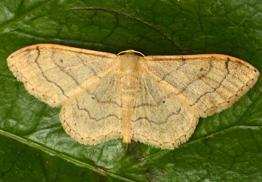 Riband Wave (Idaea aversata) non-banded f. remutata