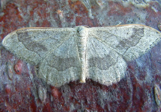 Riband Wave (Idaea aversata) banded form