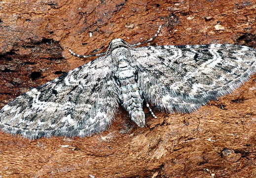 Narrow-winged Pug (Eupithecia nanata)