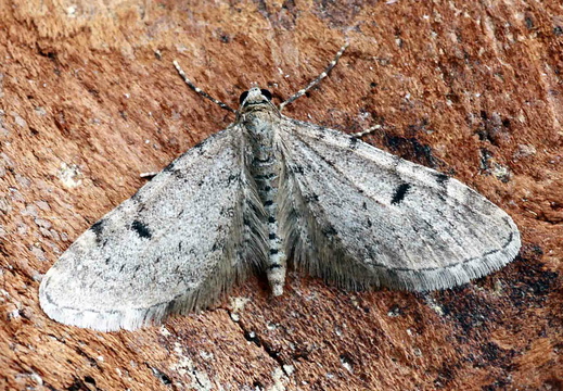 Ochreous Pug (Eupithecia indigata)