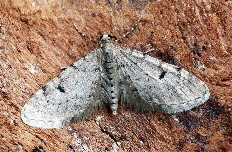 1319.jpg